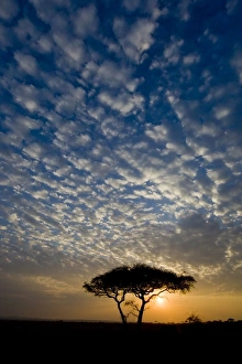 Africa, Tanzania