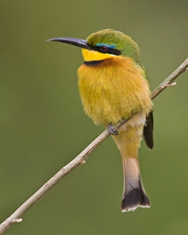 Africa, Tanzania
