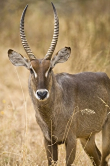 Africa, Tanzania