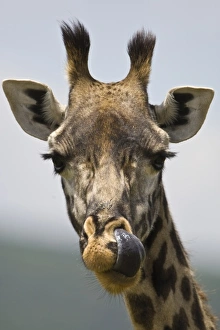 Images Dated 30th January 2009: Africa, Tanzania