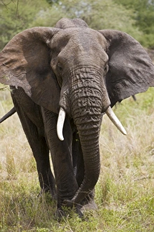 Images Dated 31st January 2009: Africa, Tanzania