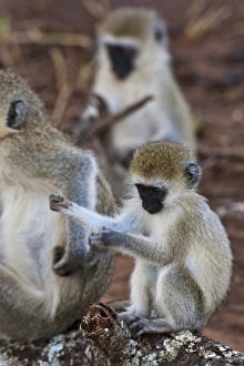 Africa, Tanzania