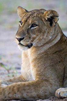 Images Dated 1st February 2009: Africa, Tanzania