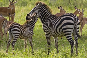 Images Dated 2nd February 2009: Africa, Tanzania
