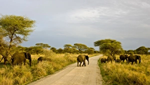 Images Dated 2nd February 2009: Africa, Tanzania