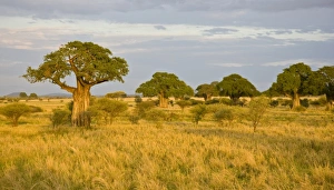 Images Dated 2nd February 2009: Africa, Tanzania