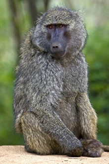 Africa, Tanzania