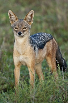 Images Dated 4th February 2009: Africa, Tanzania