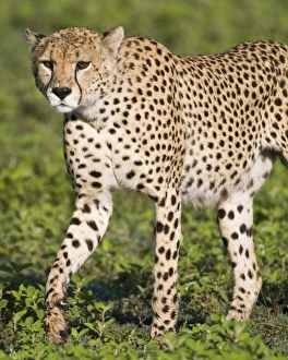 Africa, Tanzania
