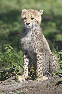Africa, Tanzania
