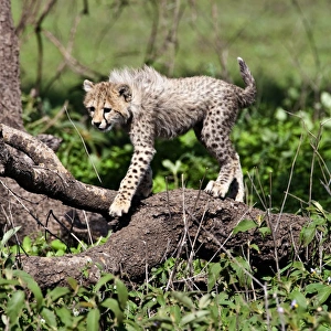 Africa, Tanzania