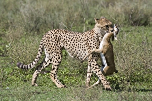 Africa, Tanzania