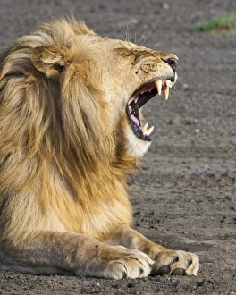 Africa, Tanzania