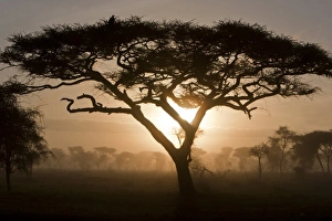 Images Dated 5th February 2009: Africa, Tanzania