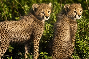 Images Dated 5th February 2009: Africa, Tanzania