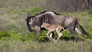 Africa, Tanzania