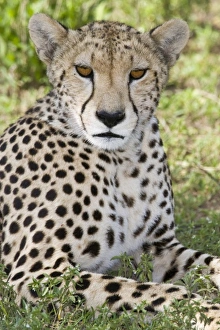 Images Dated 5th February 2009: Africa, Tanzania