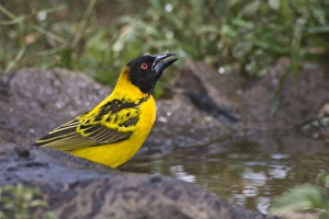 Africa, Tanzania