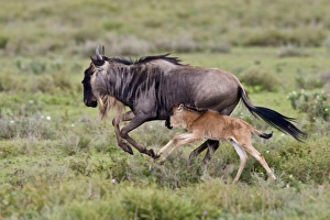Images Dated 6th February 2009: Africa, Tanzania