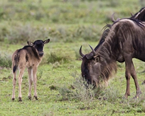 Africa, Tanzania