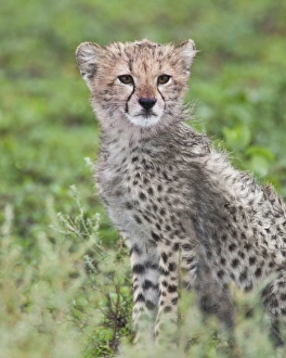 Images Dated 7th February 2009: Africa, Tanzania