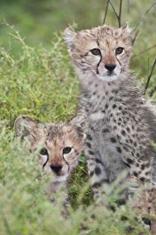 Africa, Tanzania