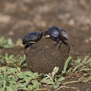 Images Dated 8th February 2009: Africa, Tanzania