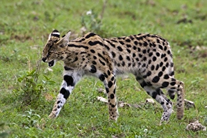 Images Dated 8th February 2009: Africa, Tanzania