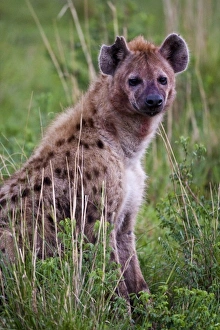 Africa, Tanzania