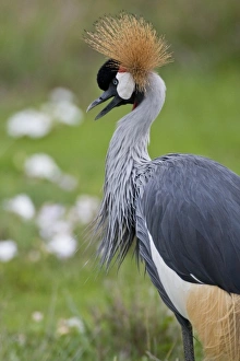 Africa, Tanzania