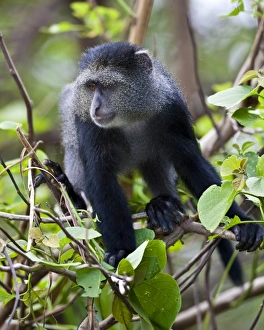 Images Dated 12th February 2009: Africa, Tanzania
