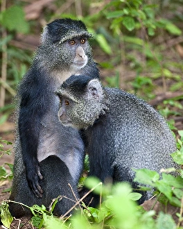 Images Dated 12th February 2009: Africa, Tanzania