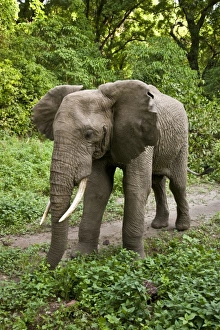 Africa, Tanzania
