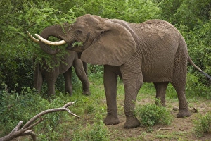 Africa, Tanzania