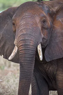 Jones And Shimlock Prints: Africa, Tanzania. Adult elephant close-up