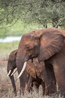 Jones And Shimlock Prints: Africa, Tanzania. Adult and juvenile elephants