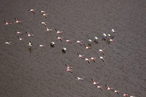 Images Dated 2018 August: Africa, Tanzania, Aerial view of flock of Greater and Lesser Flamingos flying past flock