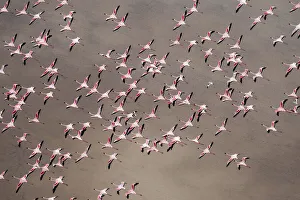 Images Dated 2018 August: Africa, Tanzania, Aerial view of flock of Greater and Lesser Flamingos flying above salt