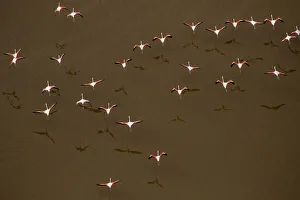 Images Dated 2018 August: Africa, Tanzania, Aerial view of flock of Greater and Lesser Flamingos flying above salt