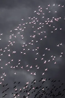 Images Dated 5th November 2018: Africa, Tanzania, Aerial view of flock of Greater and Lesser Flamingos flying above salt