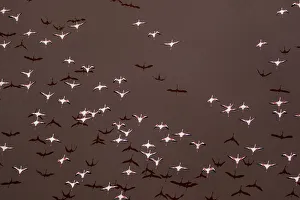 Images Dated 6th November 2018: Africa, Tanzania, Aerial view of flock of Greater and Lesser Flamingos flying above salt