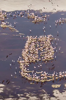 Nesting Prints: Africa, Tanzania, Aerial view of flock of Lesser Flamingos (Phoenicoparrus minor
