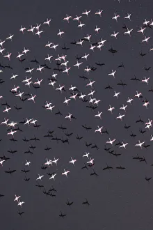 Africa, Tanzania, Aerial view of flock of Lesser Flamingos (Phoenicoparrus minor