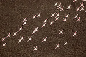 Africa, Tanzania, Aerial view of flock of Lesser Flamingos (Phoenicoparrus minor