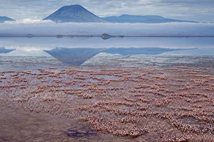 Nesting Prints: Africa, Tanzania, Aerial view of Ol Doinyo Lengai volcano looming above vast flock of