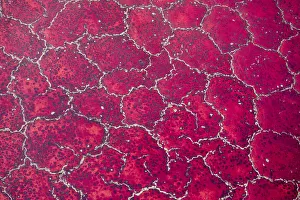 Images Dated 2018 August: Africa, Tanzania, Aerial view of patterns of red algae and salt formations in shallow