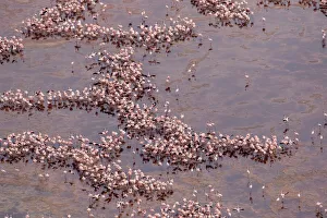 Nesting Prints: Africa, Tanzania, Aerial view of vast flock of Lesser Flamingos (Phoenicoparrus minor