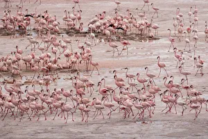 Images Dated 7th November 2018: Africa, Tanzania, Aerial view of vast flock of Lesser Flamingos (Phoenicoparrus minor