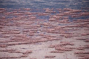 Africa, Tanzania, Aerial view of vast flock of Lesser Flamingos (Phoenicoparrus minor