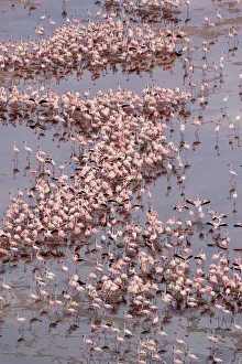 Africa, Tanzania, Aerial view of vast flock of Lesser Flamingos (Phoenicoparrus minor